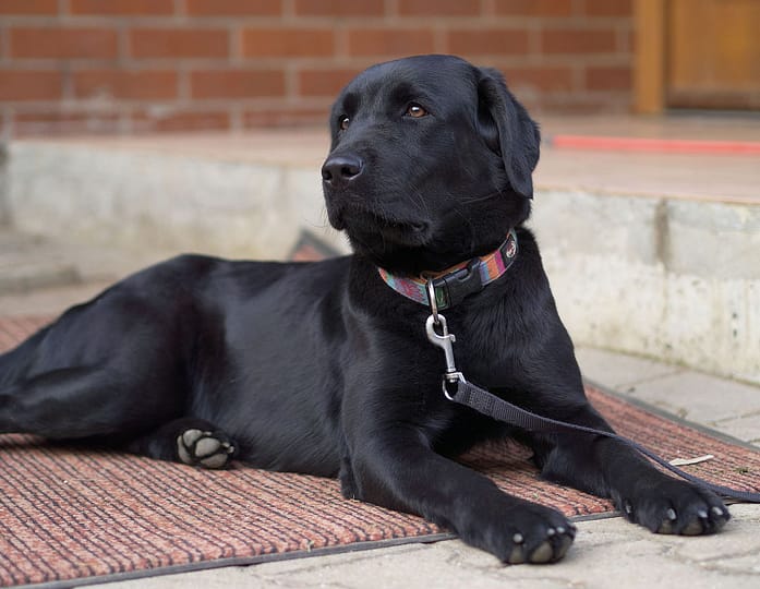 1280px-Female_Black_Labrador_Retriever