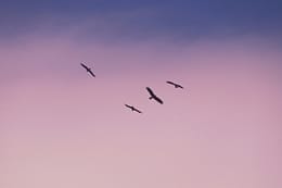 birds flying under blue sky during daytime